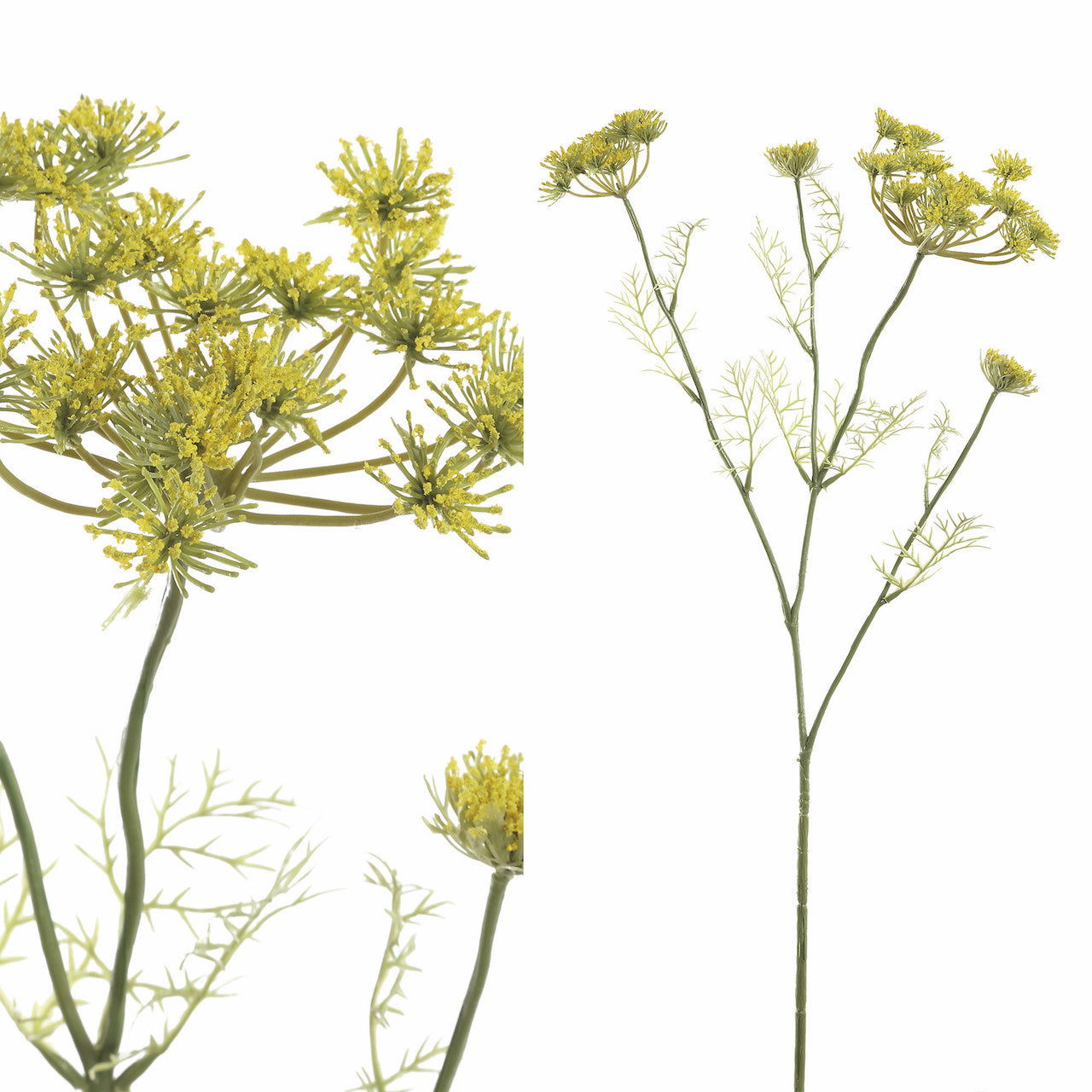 RAMAS Y FLORES | Flor eneldo amarilla