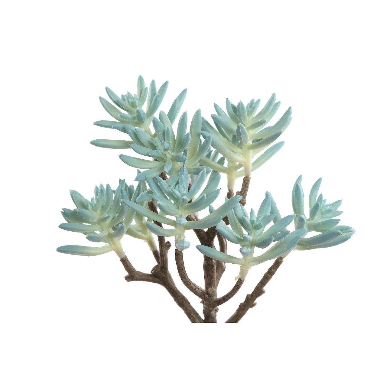 RAMAS Y FLORES | Rama suculenta Aloe Picatilis