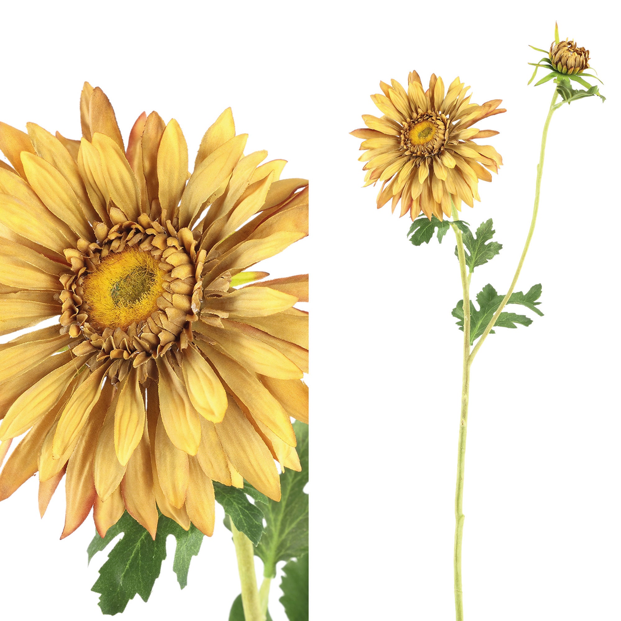 RAMAS Y FLORES |  Margaritas ocre